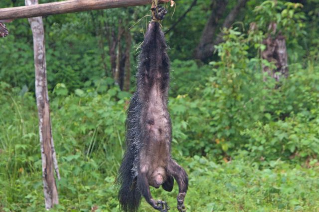 Ritka baba kéz született a San Diego-i Állatkertben