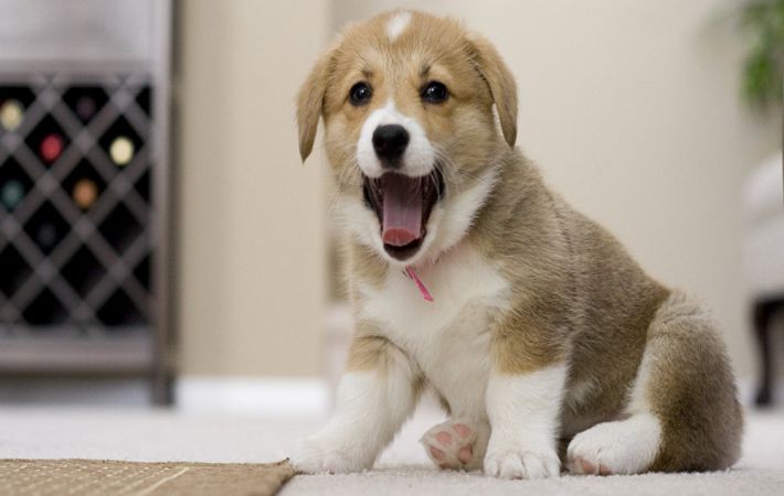 A tudósok megállapították, hogy a kölykök milyen korban a legaranyosabbak