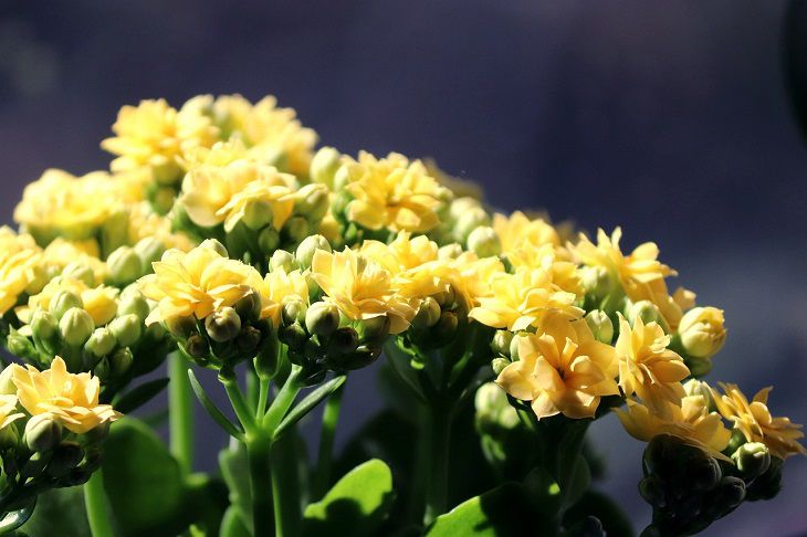 Kalanchoe