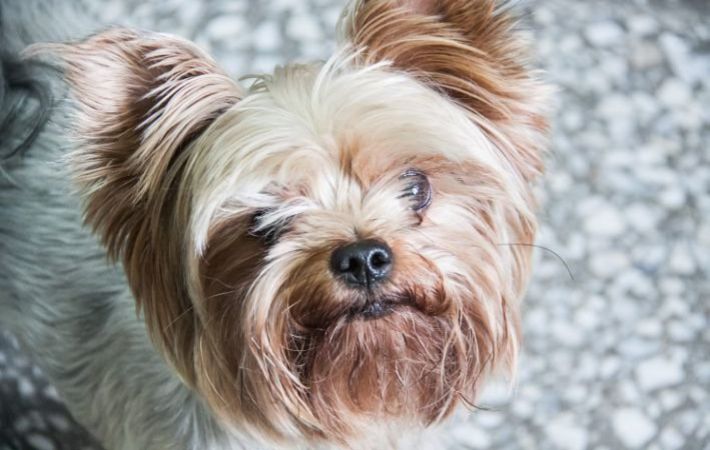 A tudósok rájöttek, hogy a kutyák miért nem tudnak rendesen inni