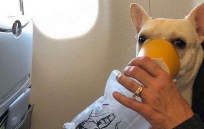 Légiutas-kísérők mentőkutyája oxigénmaszkkal