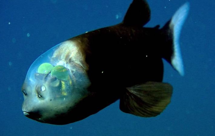 A tudósok lefilmeztek egy szellemhalat, amely a Mariana-árokban él