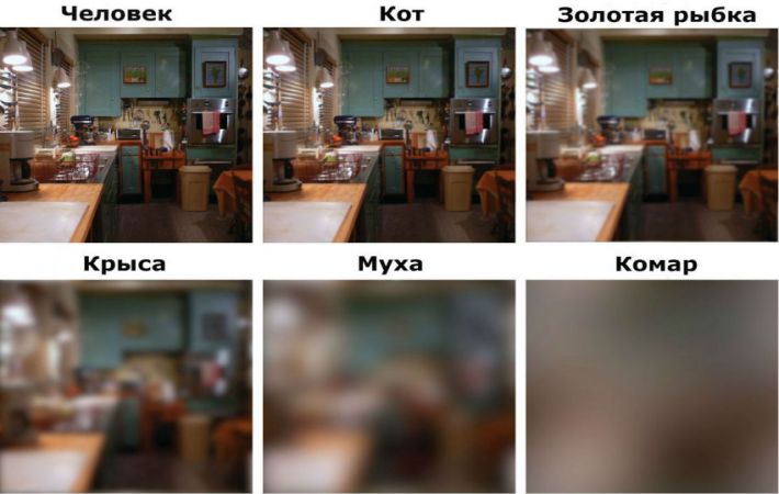 Hogyan látják az állatok a világot valójában