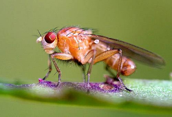 A Drosophila embriókról azt találták, hogy hegesedés nélkül gyógyítják a sebeket