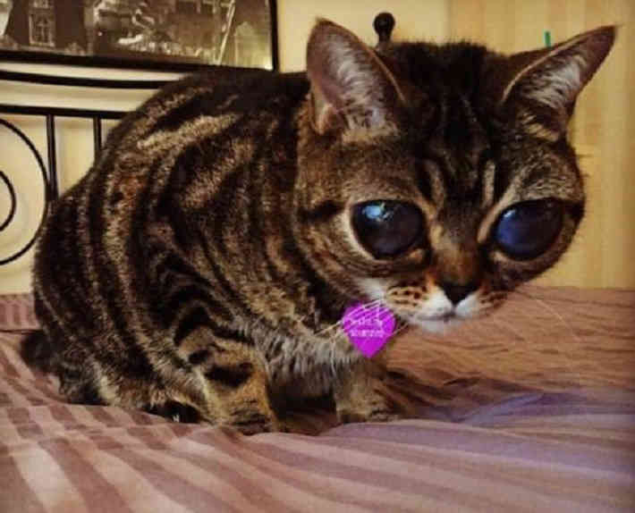 A tudósok a macskákat az idegenek titkos „kémeinek” nevezték