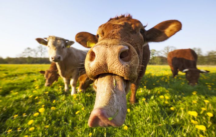 Tudósok: vannak optimisták és pesszimisták a tehenek között