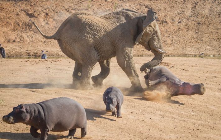 Dühös elefánt vízilovakat vert törzsével, hogy megvédje a kölykét