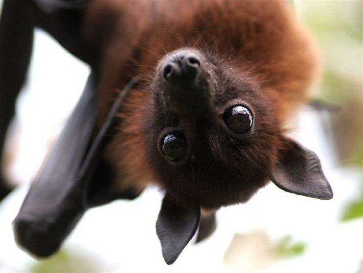 A tudósok szörnyű sebezhetőséget fedeztek fel a denevérekben