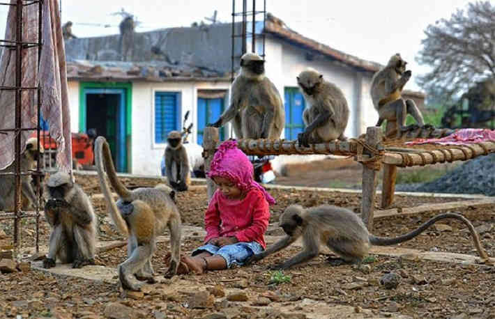 Kétéves modern Maugli: a fiú vadmajomcsapattal kommunikál