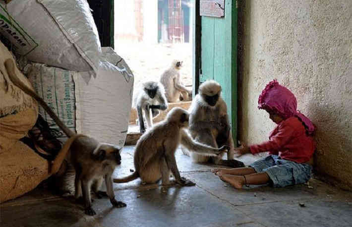 Kétéves modern Maugli: a fiú vadmajomcsapattal kommunikál