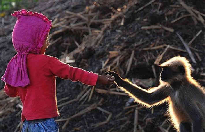 Kétéves modern Maugli: a fiú vadmajomcsapattal kommunikál