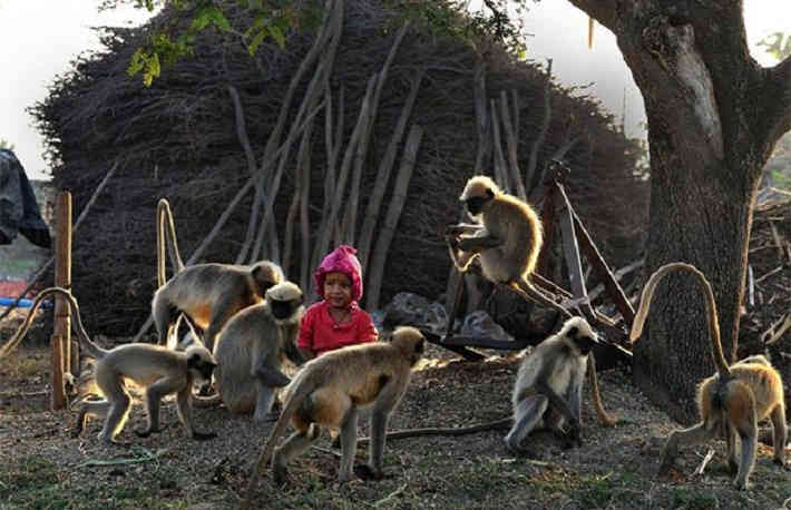 Kétéves modern Maugli: a fiú vadmajomcsapattal kommunikál