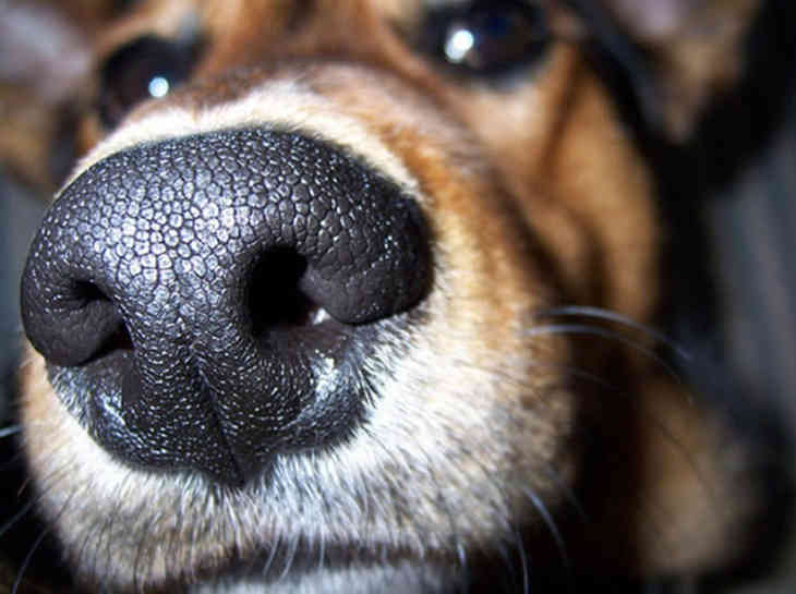 Kísérletek megerősítik a kutyák azon képességét, hogy „félelmet szagoljanak”