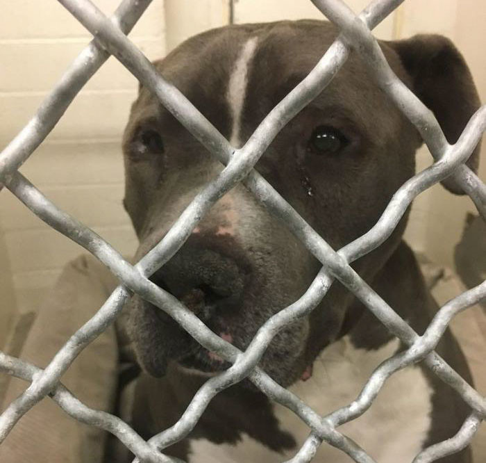 A pitbullok is sírnak: menhelyketrecben sírt a gazdák által hagyott pitbull