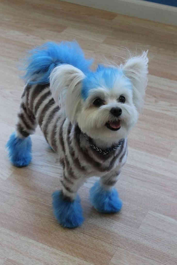 Szépség vagy állatkínzás?