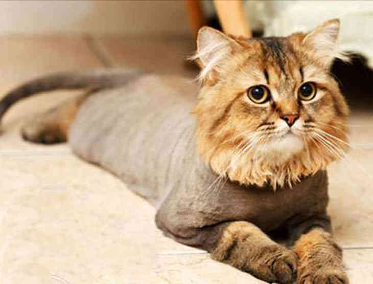 Szépség vagy állatkínzás?