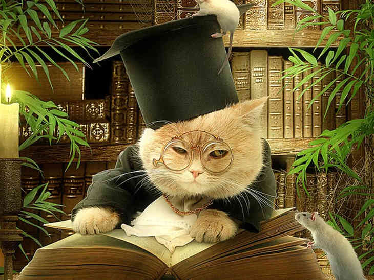 macskák és az intelligencia