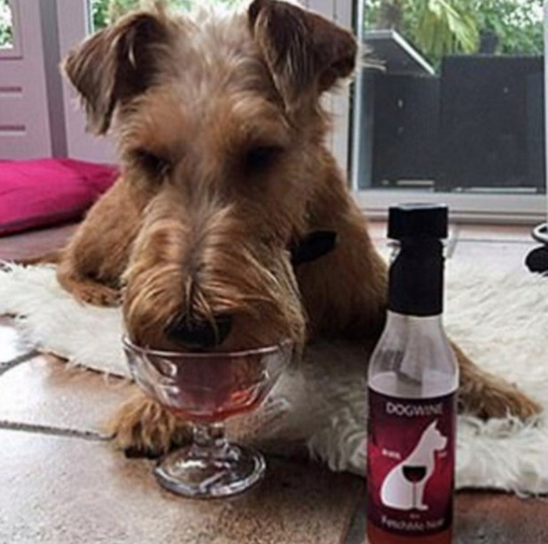 bor házi kedvenceknek