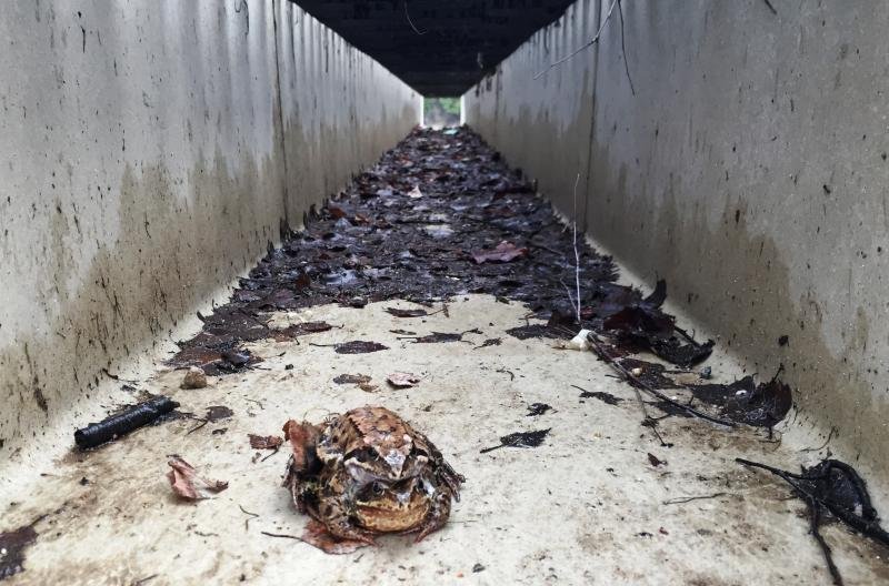 aluljáró békáknak