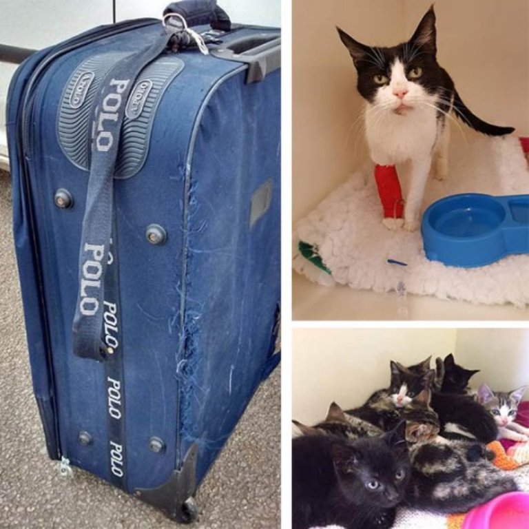 kiscicákat kimenteni egy bőröndből