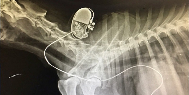 A novoszibirszki állatorvosok pacemakert helyeztek egy kutyára