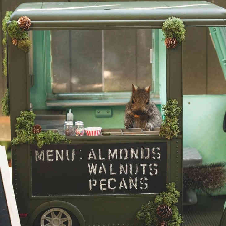 A lány tematikus dekorációkat készít a mókusoknak, és képeket készít róluk