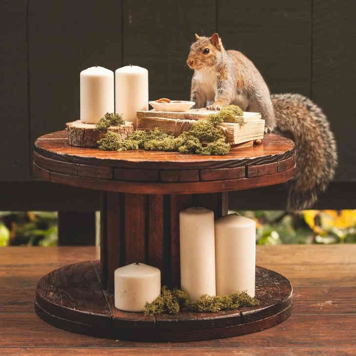 A lány tematikus dekorációkat készít a mókusoknak, és képeket készít róluk