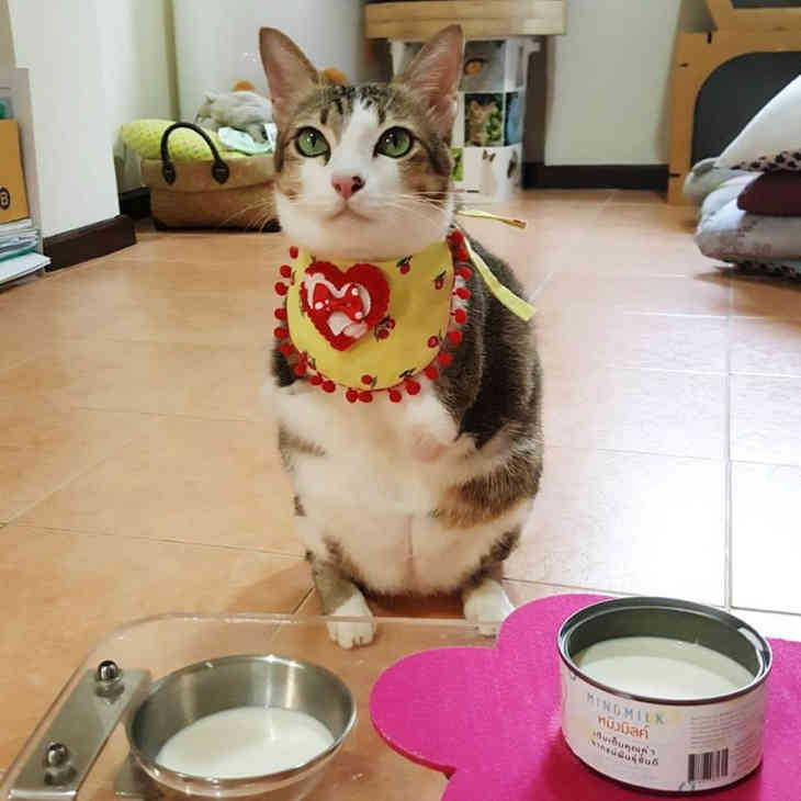 A kétlábú kenguru macska lenyűgözte az internetet