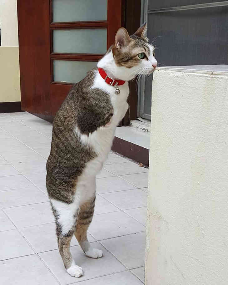 A kétlábú kenguru macska lenyűgözte az internetet