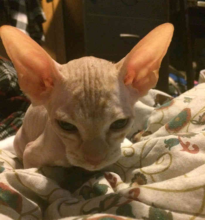 Kanadában a csalók megborotválják a cicákat, és telivér szfinxként adják el őket