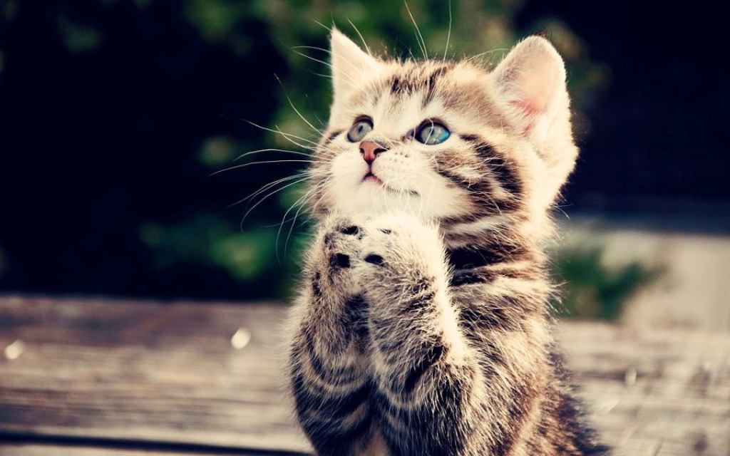 A tudósok eloszlatták a macskák lustaságáról szóló mítoszt