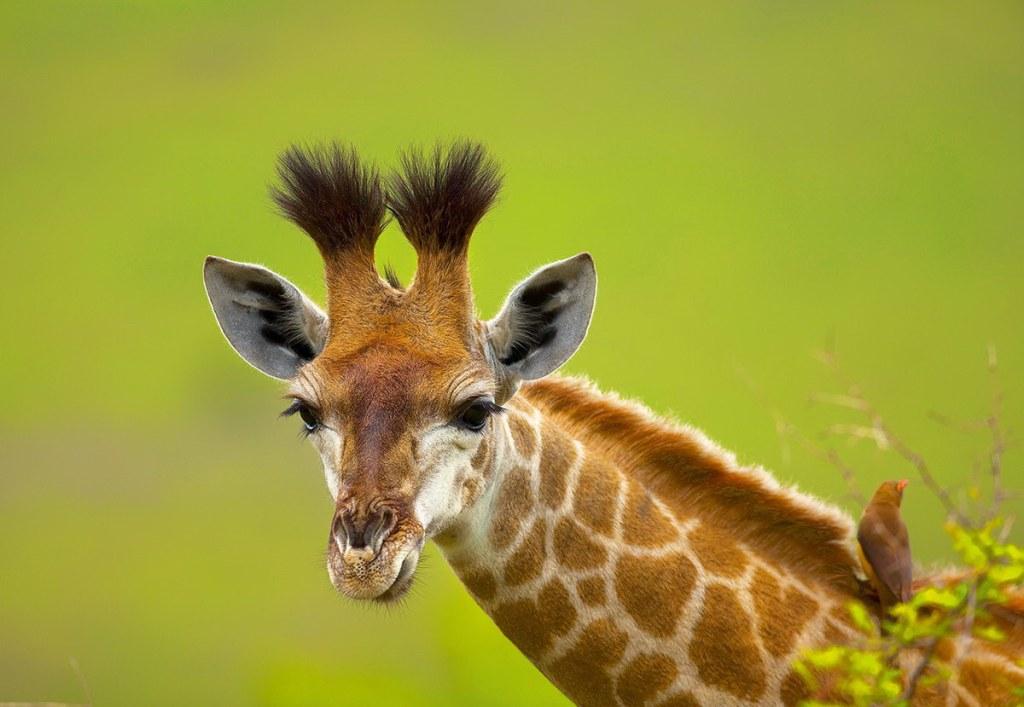 A zsiráfok sebezhető állatokként kerültek be a Vörös Könyvbe