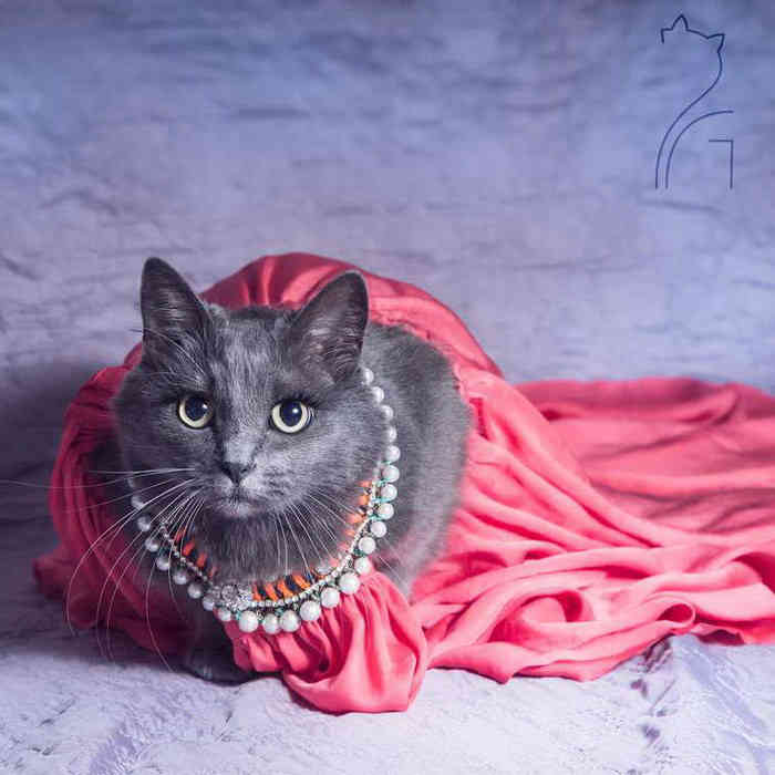 A világ legelbűvölőbb és legdivatosabb macskája