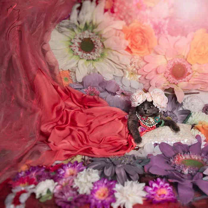 A világ legelbűvölőbb és legdivatosabb macskája