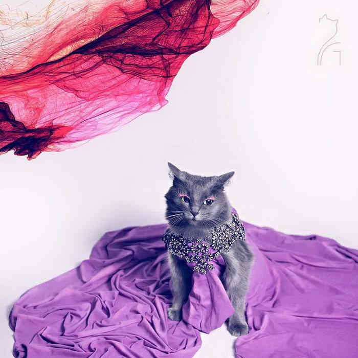 A világ legelbűvölőbb és legdivatosabb macskája