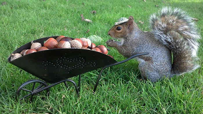 Mary Krupa és díszes mókusai