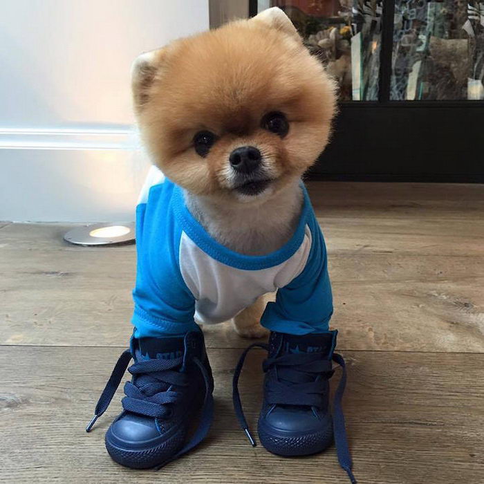 Jiff: Pomerániai és a legjobb kutyamodell