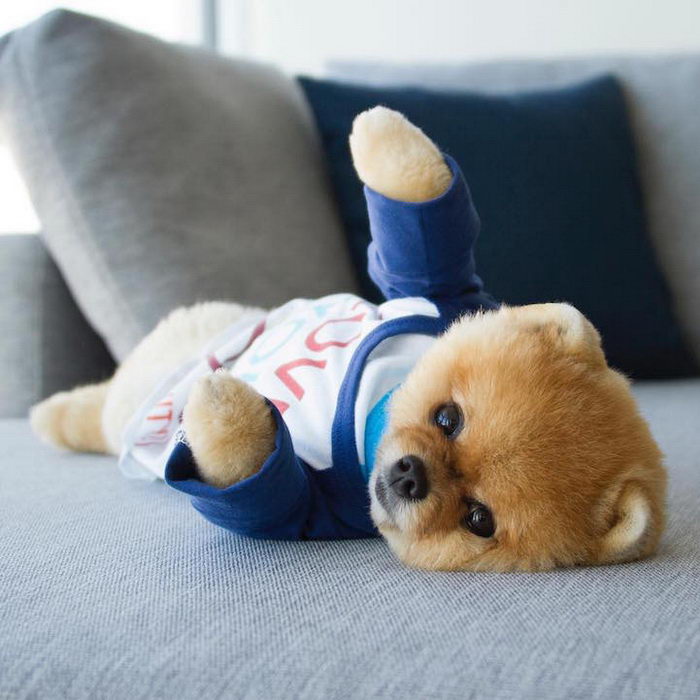 Jiff: Pomerániai és a legjobb kutyamodell