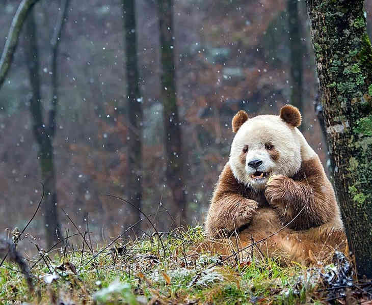 Shanxiban él a világ egyetlen barna pandája