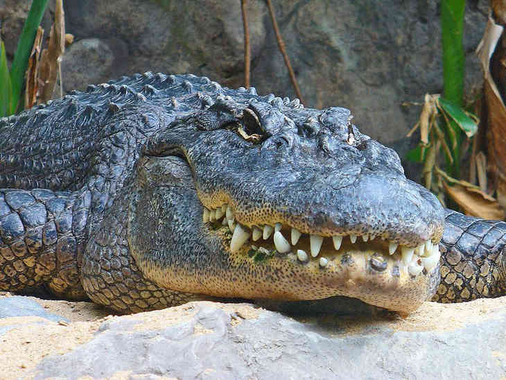 Kinek van a legerősebb harapása?