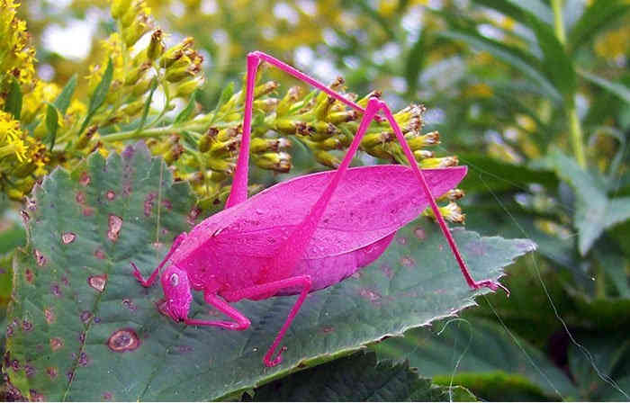A legváratlanabb színű állatok (FOTÓ)