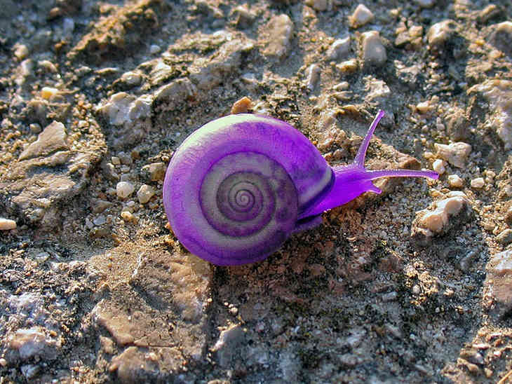 A legváratlanabb színű állatok (FOTÓ)