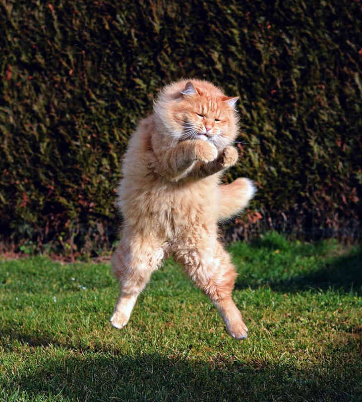 Repülő nindzsa macskák (FOTÓ)