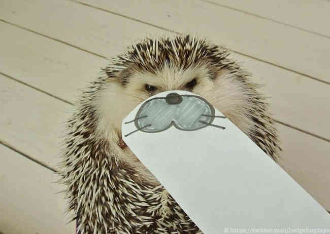 A japán sündisznó meghódítja a Twittert (FOTO)