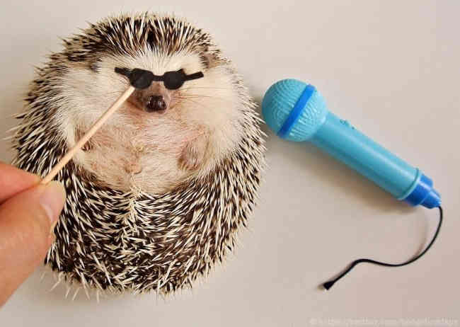 A japán sündisznó meghódítja a Twittert (FOTO)