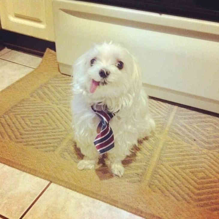 Nem fotogén állatok (FOTO)