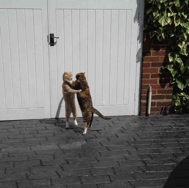 Állatok, akiknek a tánctudását irigyelni kell (FOTÓ)