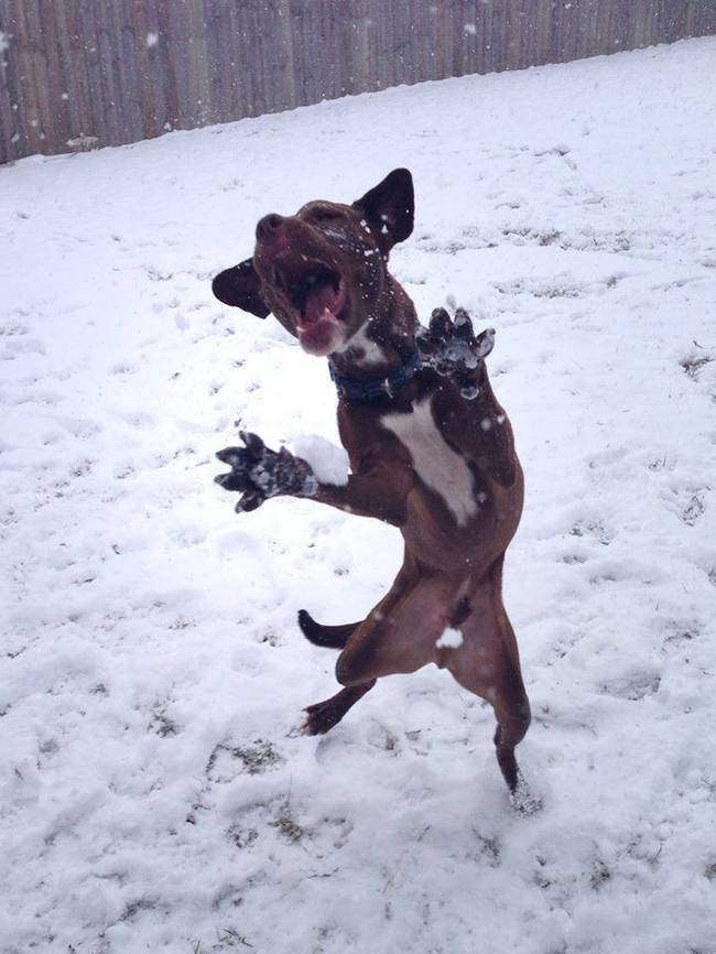 Állatok, akiknek a tánctudását irigyelni kell (FOTÓ)