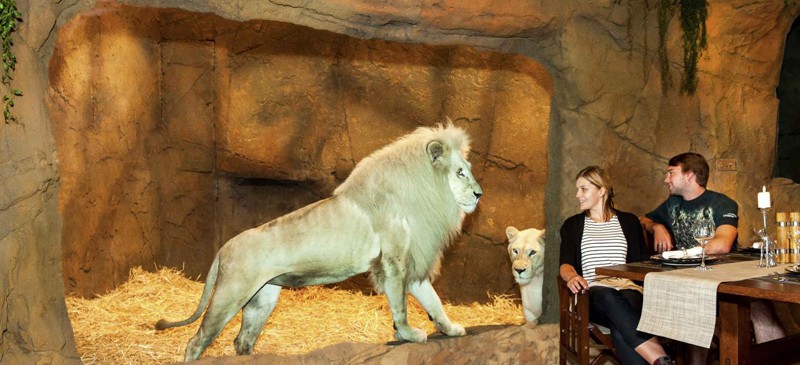 Ausztrál szálloda, ahol oroszlánokkal étkezhet (FOTÓK)