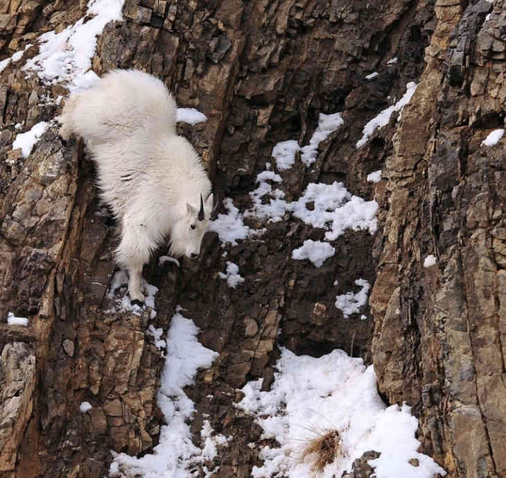 Dermesztő fotók hegyi kecskékről (FOTO)
